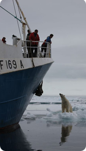 cineflex_polarbear
