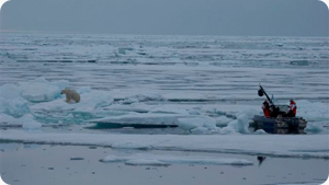 cineflex_polarbear_2