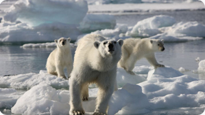 cineflex_polarbear_4