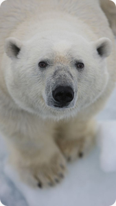 cineflex_polarbear_5